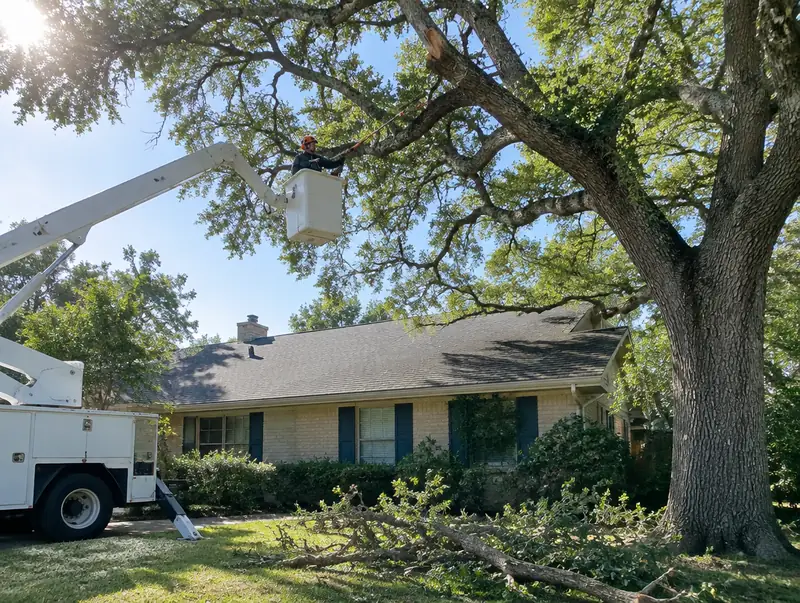 Arborist pruning an oak canopy over a house roof from a bucket truck